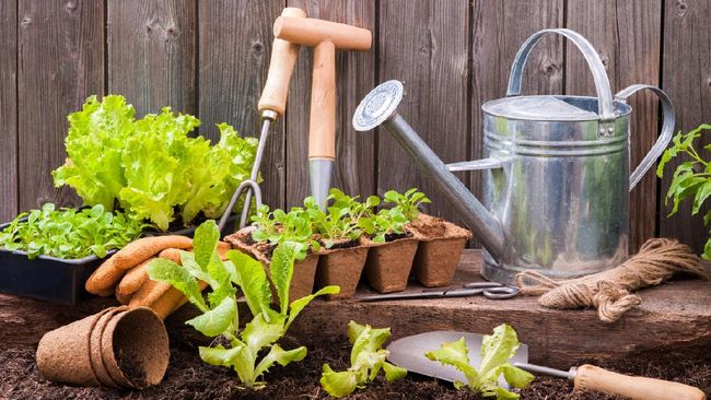 hal yang dibutuhkan untuk berkebun di rumah